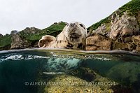 Seal Split On Rock. UK