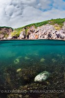 Sleeping Seal Split. UK