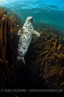 Queen Of The Kelp. UK
