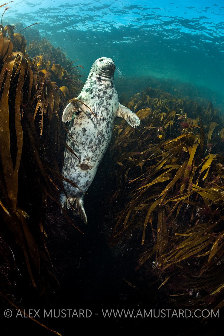 Queen Of The Kelp. UK