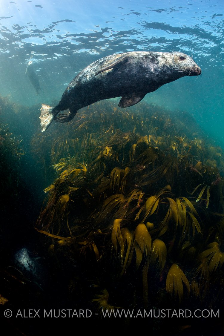 Seals In Kelp. UK