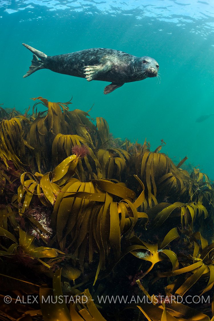 Seal Over Kelp.  UK