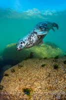 Seal In Shallows. UK