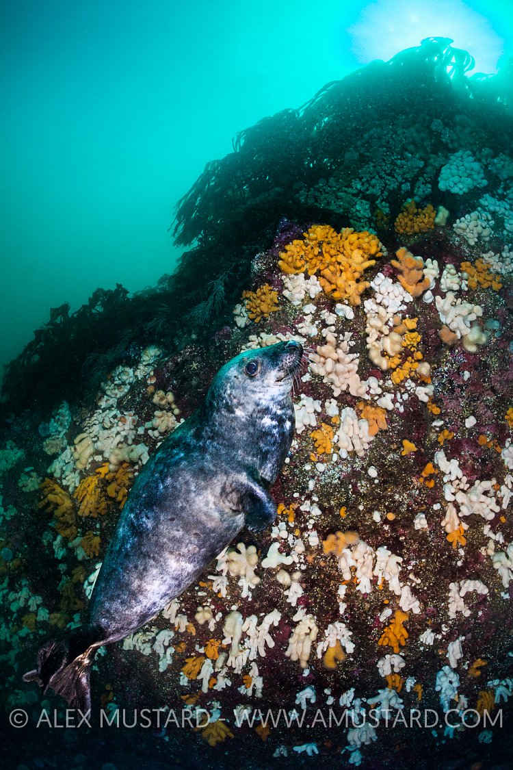 Grey Seal With Corals. UK