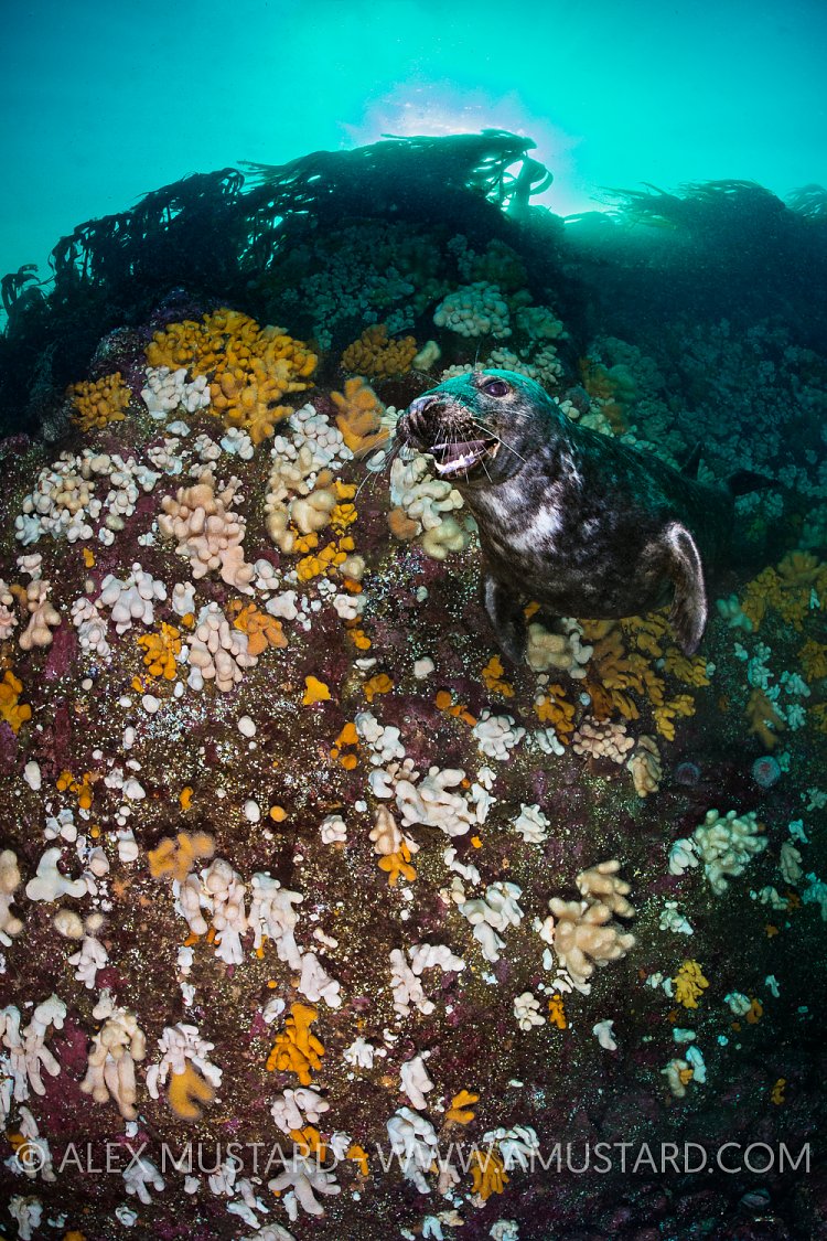 Seal With Colourful Wall. UK