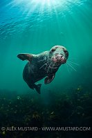 Grey Seal Portrait. UK