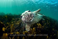 Curious Seal. UK