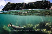 Seal Sunbeam Split. UK