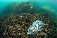 Sleeping Seal. UK