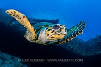 Turtle On Thistlegorm. Egypt