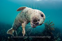 Curious Seal. UK
