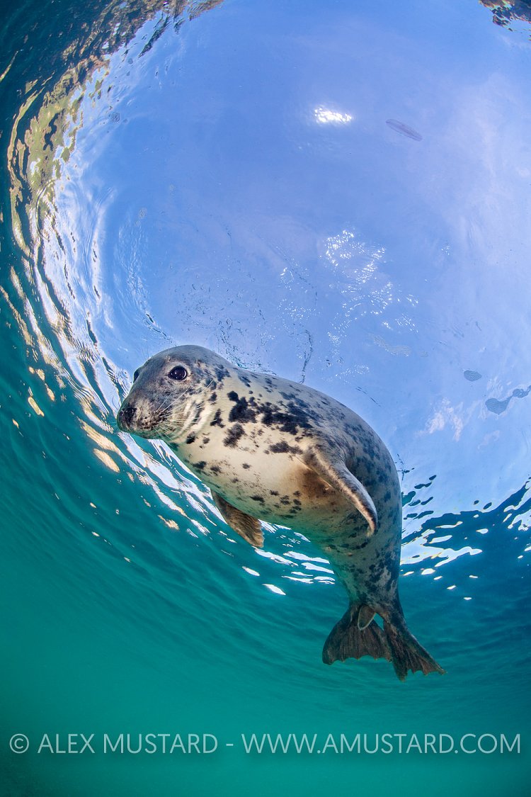 Seal At The Surface. UK