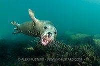 Playful Seal. UK
