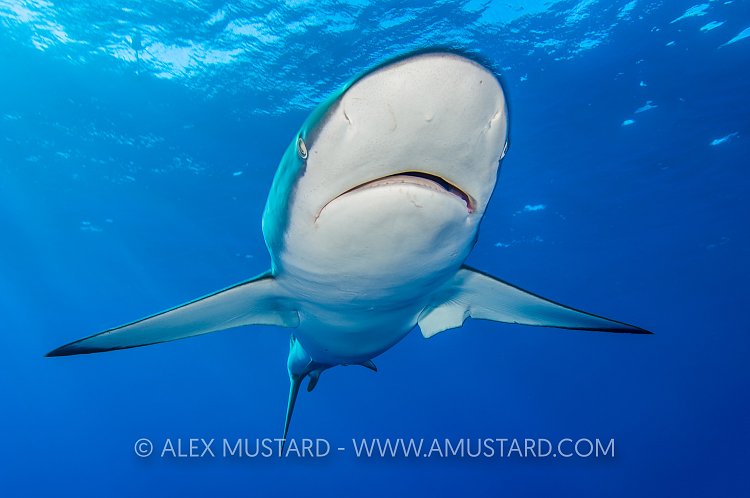Silky Shark Portrait. Bahamas