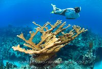 Elkhorn And Snorkeller. Cayman Islands
