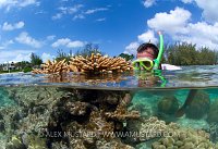Exposed Coral. Cayman Islands