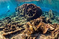 Shallow Wrekage. Cayman Islands