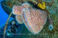Sponge Growth. Kittiwake. Cayman Islands