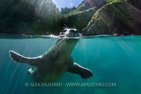 Seal At The Surface. UK