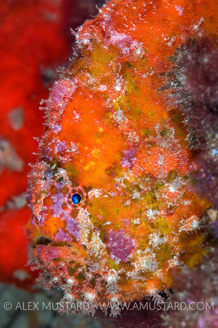 Colourful Frogfish. Spain