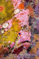 European Frogfish. Spain