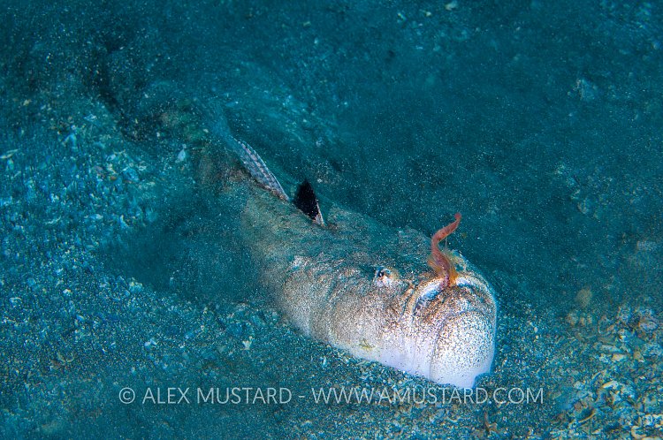 Stargazer Fishing. Spain