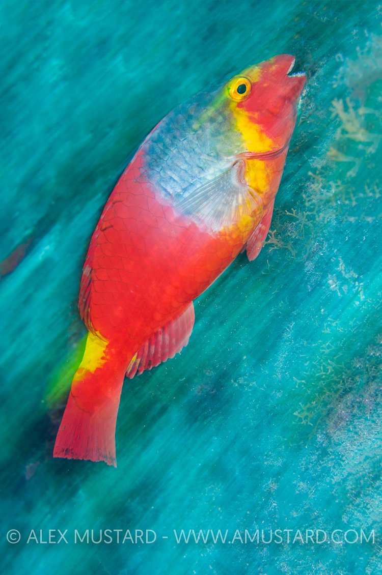 Speeding Parrotfish Blur. Spain