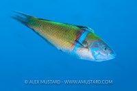 A portrait of an ornate wrasse (Thalassoma pavo) swimming in blue water. Sardina, Gran Canaria, Canary Islands, Spain. East Atlantic Ocean.