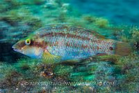 Green Wrasse. Spain.