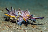 Flambo Portrait. Philippines.