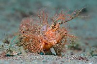 Ambon Scorpionfish. Philippines