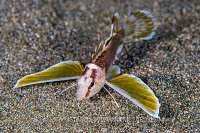 Longfin Waspfish. Philippines