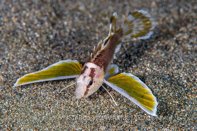 Longfin Waspfish. Philippines