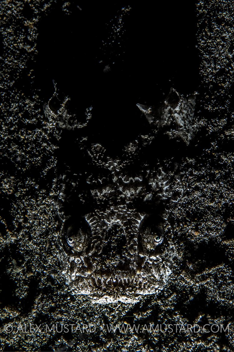 Stargazer In Sand. Philippines