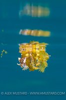 Sargassum Frogfish. Philippines