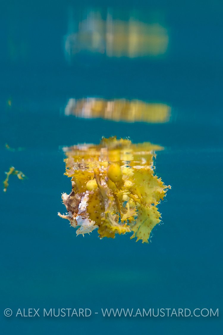Sargassum Frogfish. Philippines