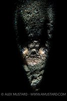 Stargazer In Sand. Philippines