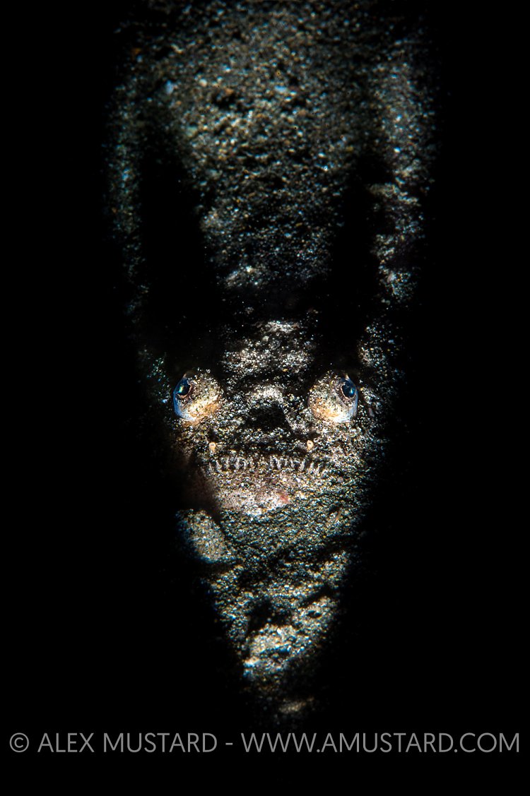 Stargazer In Sand. Philippines