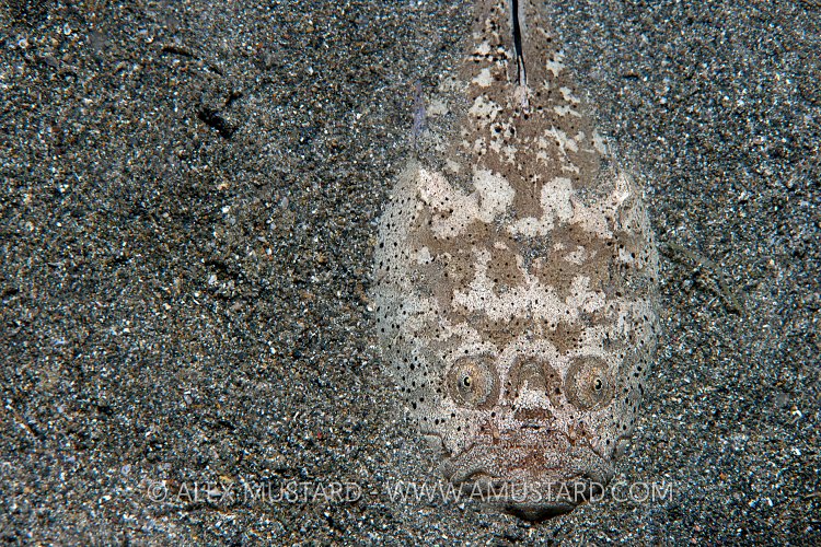 Stargazer In Sand. Philippines
