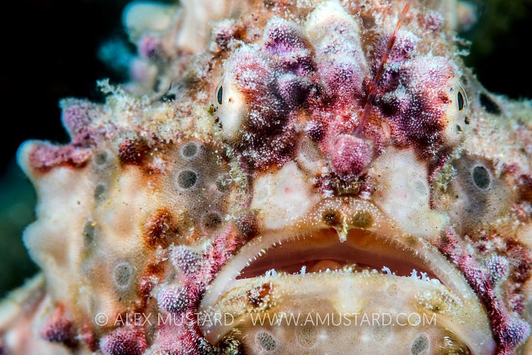 Warty Portrait. Philippines