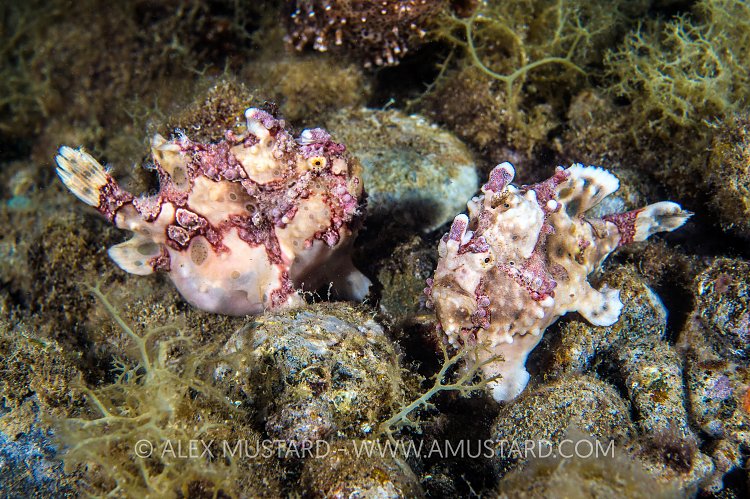 Warty Courtship. Philippines