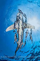 Oceanic Whitetip Shark From Below. Egypt