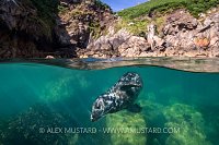 Seal Beneath Surface. UK
