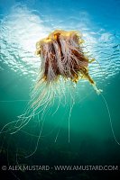 Lions Mane In Shallows. UK