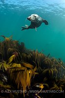Seal Over Kelp. UK