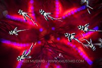 Banggai Art. Indonesia