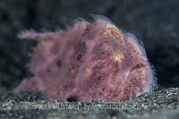 Purple Hairy Frogfish. Indonesia.