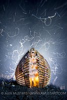 Octopus In Shell At Night. Indonesia