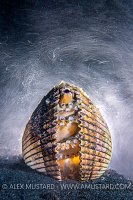 Sheltering From The Storm. Indonesia