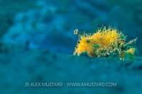 Backlit Yellow Hairy Frogfish. Philippines